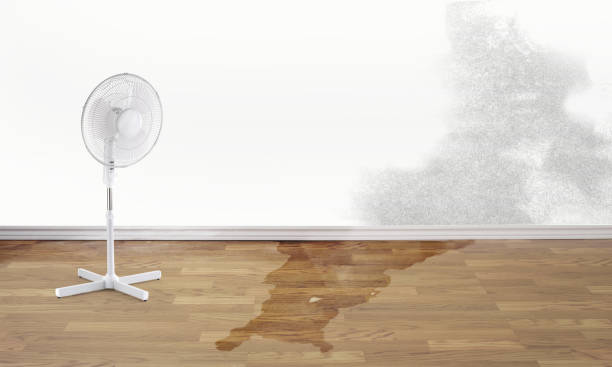 Best Professional water damage repair  in Lincoln, ID
